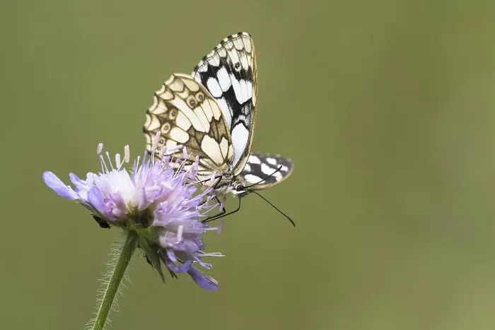 Framed Print : Marbled white (Melanargia galathea) on Field scabious (Knautia arvensis)