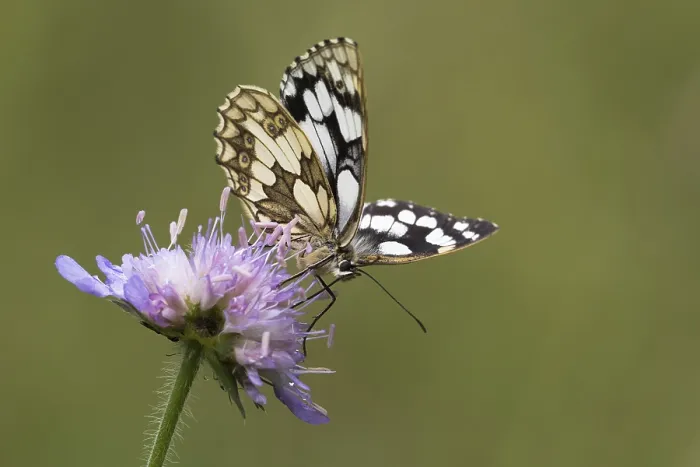 Framed Print : Marbled white (Melanargia galathea) on Field scabious (Knautia arvensis)