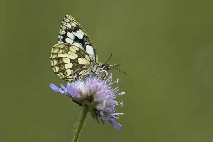 Framed Print : Marbled white (Melanargia galathea) on Field scabious (Knautia arvensis) Framed Print : Marbled white (Melanargia galathea) on Field scabious (Knautia arvensis)