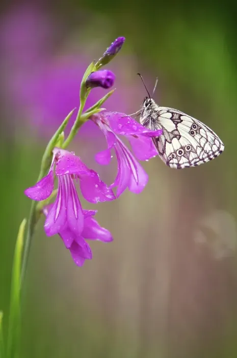 Framed Print : Marbled White (Melanargia galathea) on Marsh Gladiolus (Gladiolus palustris)