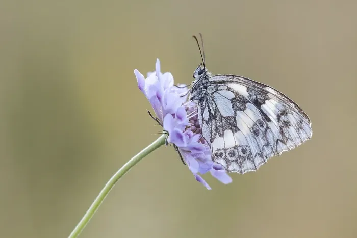Framed Print : Marbled White (Melanargia galathea) on Meadow Widow Flower (Knautia arvensis)
