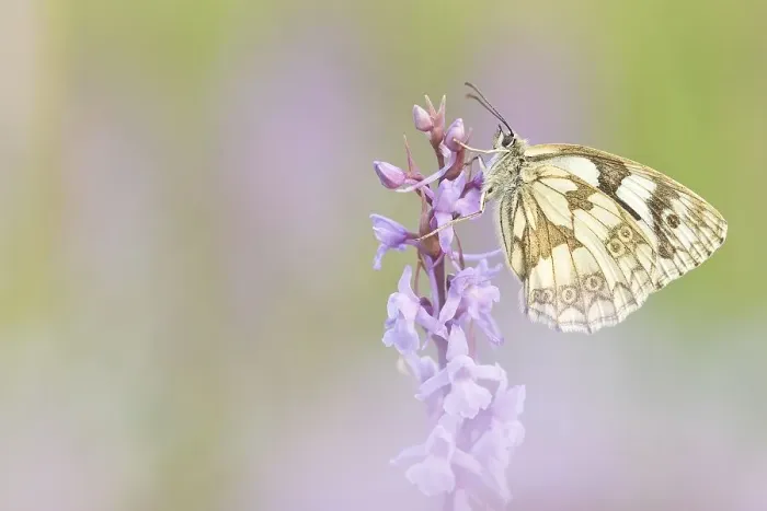 Framed Print : Marbled white (Melanargia galathea) sits on orchid (orchis) Framed Print : Marbled white (Melanargia galathea) sits on orchid (orchis)