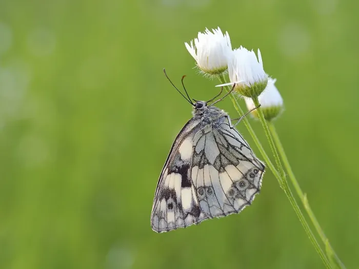 Framed Print : Marbled white (Melanargia galathea), Solms, Hesse