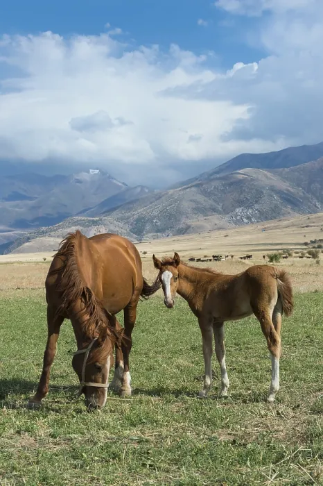 Framed Print : Mare with its foal, Gabagly national park Framed Print : Mare with its foal, Gabagly national park