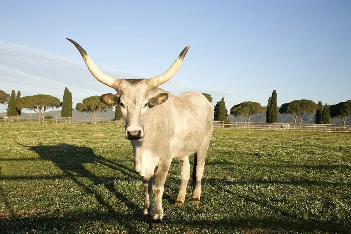 Framed Print : Maremmana or Maremmana bull in a meadow