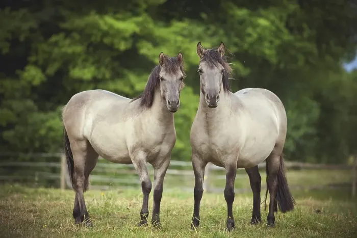 Framed Print : Two mares, Konik or Polish wild horses