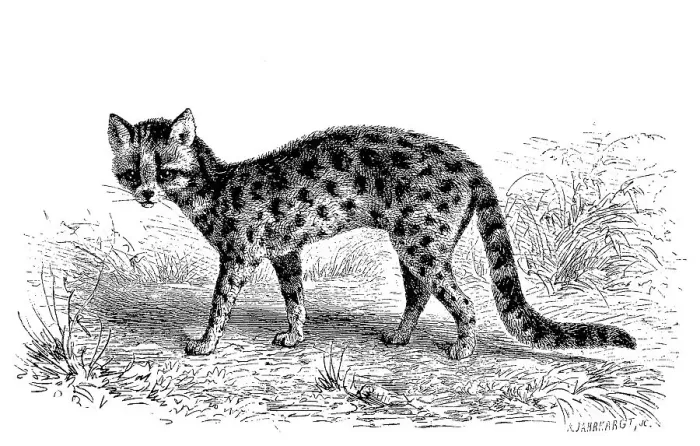 Framed Print : Margay (Leopardus wiedii), also called Peludo