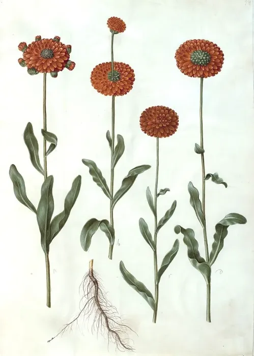 Framed Print : Marigold (Calendula officinalis)