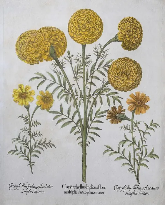 Framed Print : Marigold (Tagetes), hand coloured copper engraving by Basilius Besler Framed Print : Marigold (Tagetes), hand coloured copper engraving by Basilius Besler