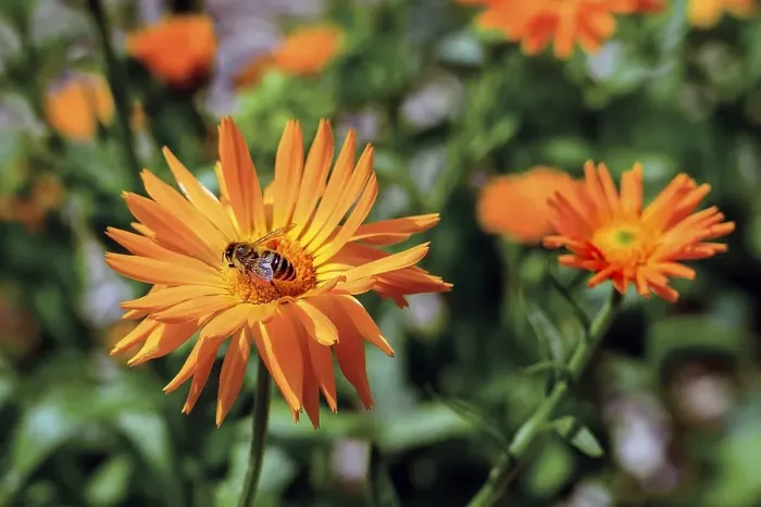 Framed Print : Marigolds (Calendula officinalis) and Western honey bee (Apis mellifera)