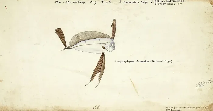 Framed Print : Marine fish from the genus Trachipterus, scythefish, Trachipterus trachypterus, Mediterranean dealfish, ribbon fish, fish, reproduction of an original, by Frank Edward Clarke (b. 1849, d. 1899), ichthyologist and scientific draughtsman