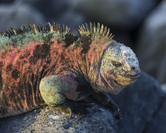 Framed Print : Marine Iguana (Amblyrhynchus cristatus)