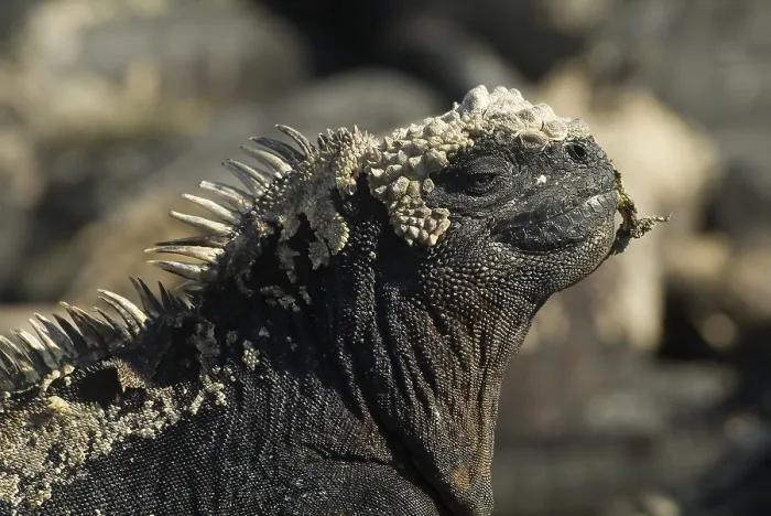 Framed Print : Marine Iguana (Amblyrhynchus cristatus)