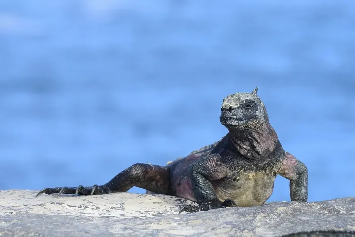 Framed Print : Marine iguana (Amblyrhynchus cristatus) Framed Print : Marine iguana (Amblyrhynchus cristatus)