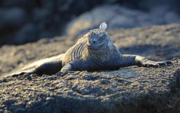 Framed Print : Marine Iguana at sunset (Amblyrhynchus cristatus)