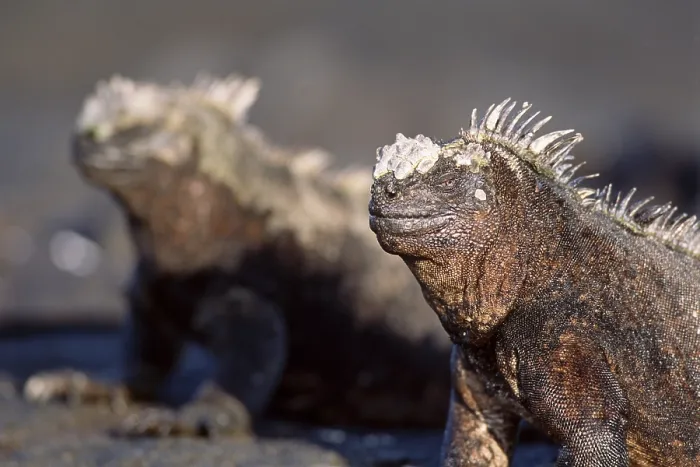 Framed Print : Marine Iguana's (Amblyrhynchus cristatus)