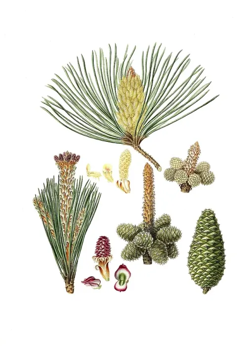 Framed Print : Maritime pine, Pinus pinaster, also Bordeaux pine, hedgehog pine, star pine, maritime pine, maritime beach pine or beach pine, The pinaster, or cluster pine, tree