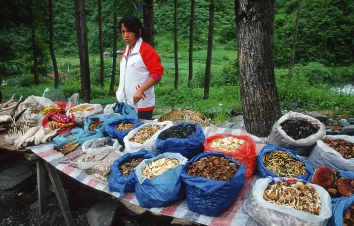 Framed Print : Market stall with mushrooms, Sichuan, China, Asia