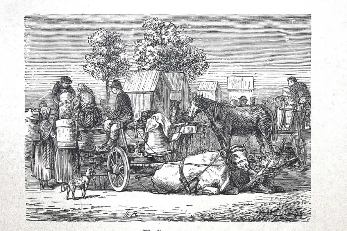 Framed Print : Market wagon with cows as draught animals