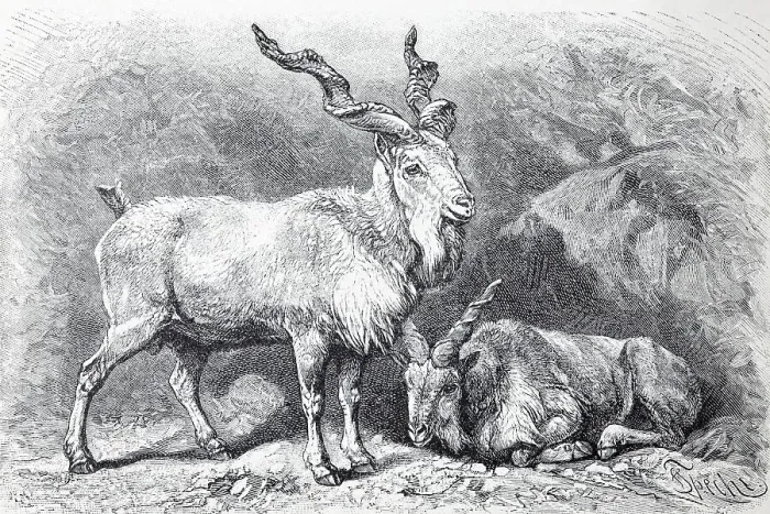 Framed Print : Markhor (Capra falconeri), historical book illustration from the 19th Century Framed Print : Markhor (Capra falconeri), historical book illustration from the 19th Century
