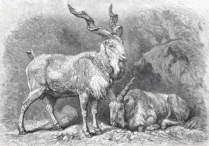 Framed Print : The markhor (Capra falconeri), is a wild goat of Central Asia