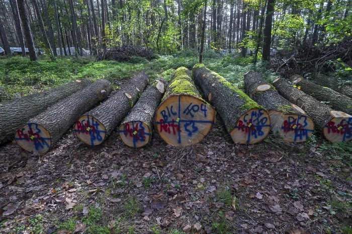 Framed Print : Markings on felled trees, Bavaria, Germany, Europe