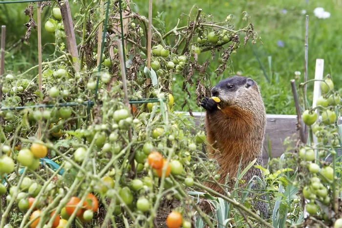 Framed Print : Marmot eating tomatoes in a garden