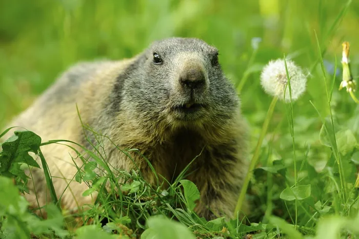 Framed Print : Marmot on a flowering meadow next to a dandelion in a quiet environment Framed Print : Marmot on a flowering meadow next to a dandelion in a quiet environment