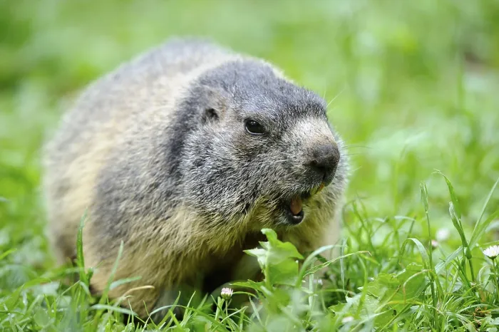 Framed Print : Marmot in green surroundings, looking out and looking attentive