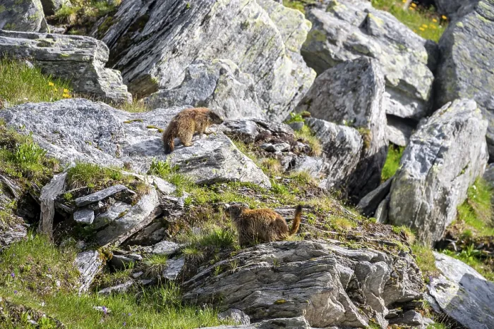Framed Print : Marmot, Lasoerling Group, Hohe Tauern