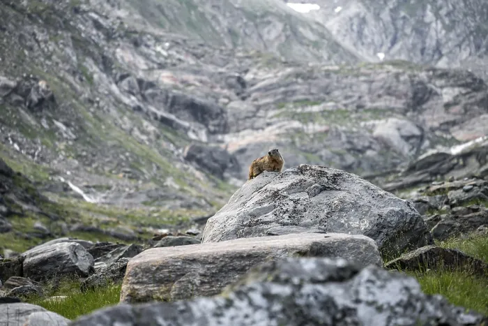 Framed Print : Marmot, Lasoerling Group, Hohe Tauern