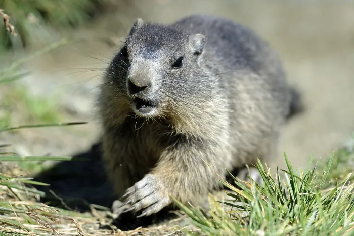 Framed Print : Marmot (marmota) (Alps), Marmoto