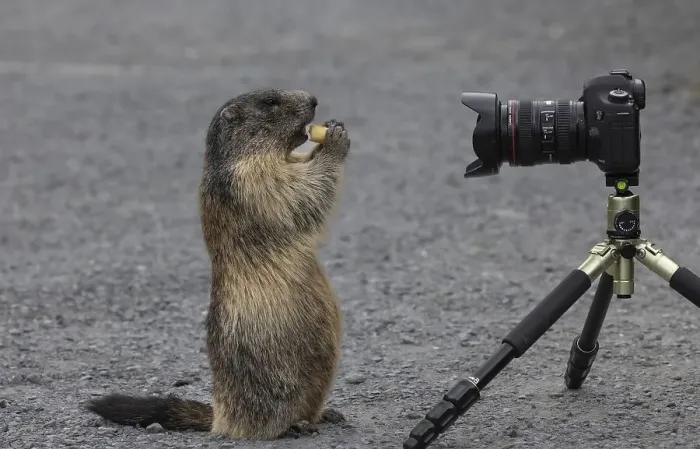 Framed Print : Marmot (Marmota) eats carrot and poses for camera