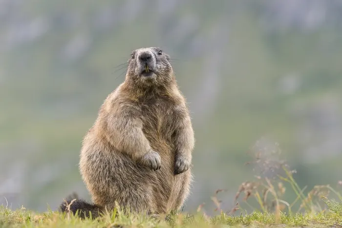 Framed Print : Marmot (Marmota marmota) in the Alps