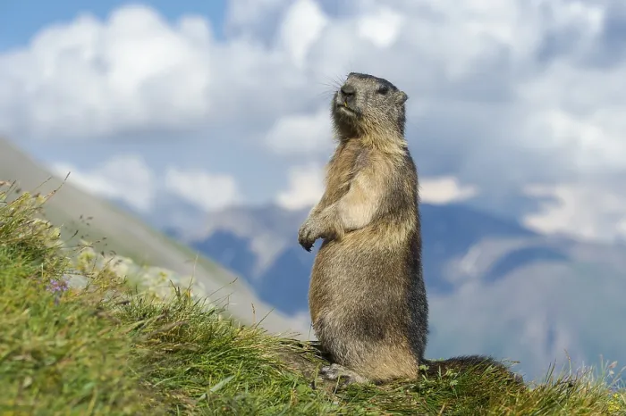 Framed Print : Marmot (Marmota marmota) in the Alps Framed Print : Marmot (Marmota marmota) in the Alps
