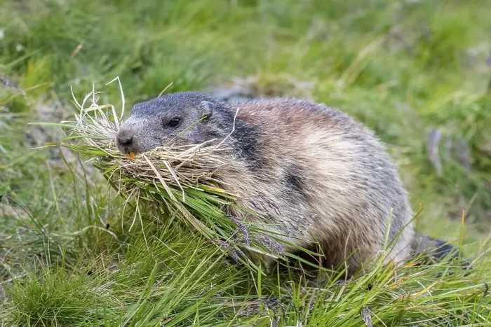 Framed Print : Marmot (Marmota marmota) with nesting material in its mouth Framed Print : Marmot (Marmota marmota) with nesting material in its mouth