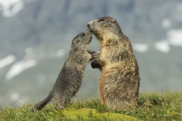 Framed Print : Marmot (Marmota marmota) with young in the Alps