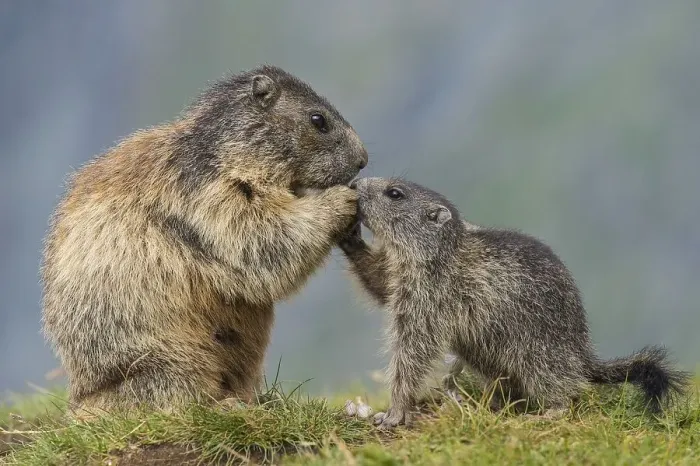 Framed Print : Marmot (Marmota marmota) with young in the Alps Framed Print : Marmot (Marmota marmota) with young in the Alps
