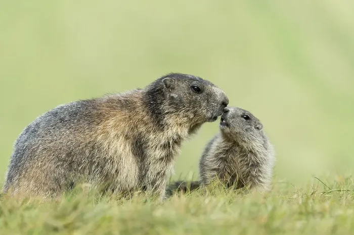Framed Print : Marmot (Marmota marmota) with young in the Alps