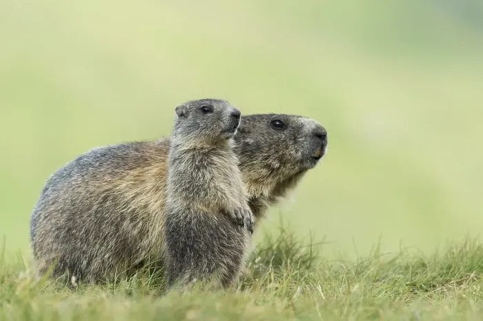 Framed Print : Marmot (Marmota marmota) with young in the Alps