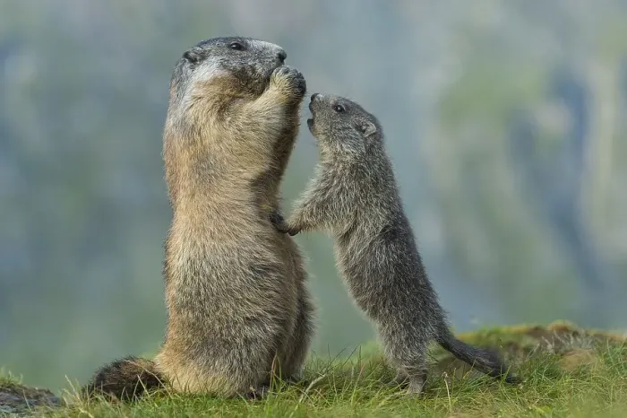 Framed Print : Marmot (Marmota marmota) with young in the Alps