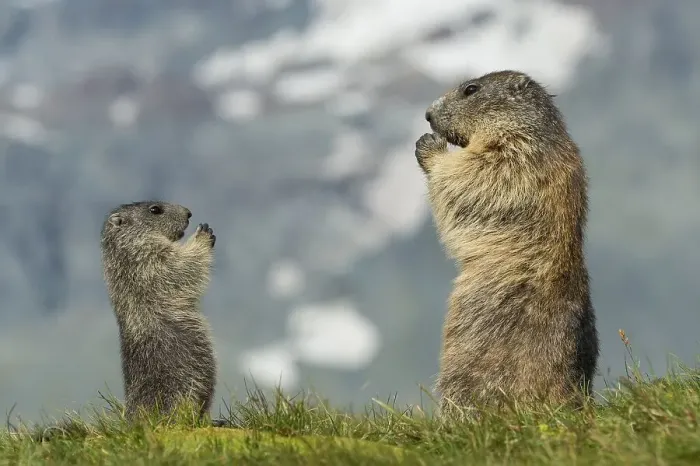 Framed Print : Marmot (Marmota marmota) with young in the Alps Framed Print : Marmot (Marmota marmota) with young in the Alps