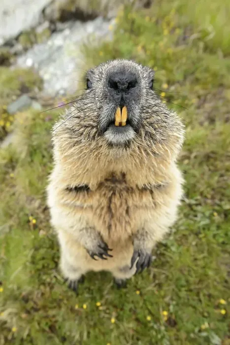 Framed Print : Marmot (Marmota Marmoto), High Tauern National Park