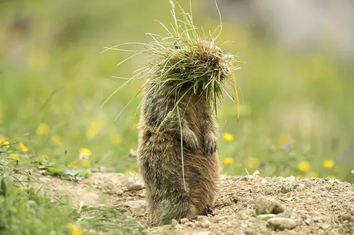 Framed Print : Marmot (Marmota) with tufts of grass