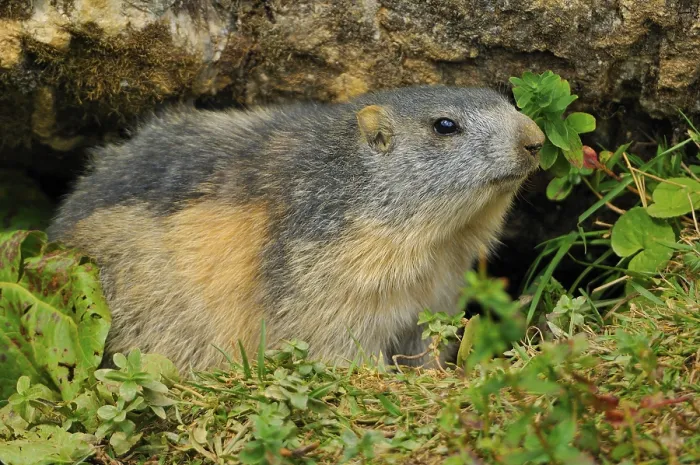 Framed Print : Marmot screens the environment in front of leaving his building Framed Print : Marmot screens the environment in front of leaving his building