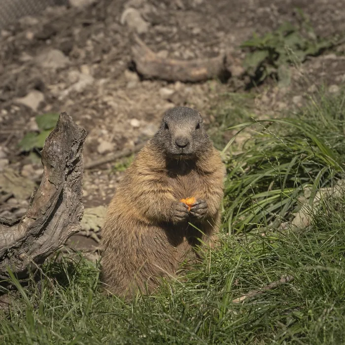 Framed Print : A marmot stands in the grass and looks straight into the camera with a carrot in its paws