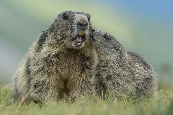 Framed Print : Marmot with young ( Marmot) animal Framed Print : Marmot with young ( Marmot) animal