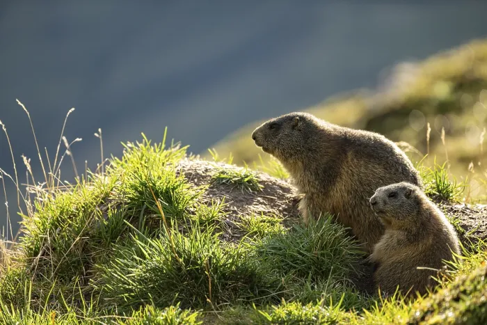 Framed Print : Two marmots (Marmota marmota) at a marmot burrow