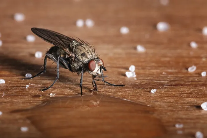 Framed Print : Maro photo of a housefly drinking from a drop of water Framed Print : Maro photo of a housefly drinking from a drop of water