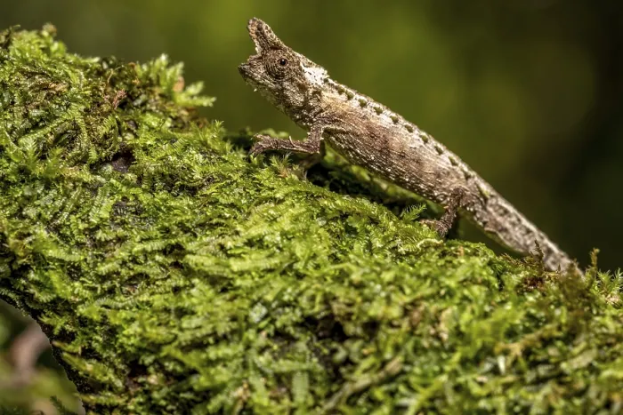 Framed Print : Marojejy Earth Chameleon (Brookesia betschi)